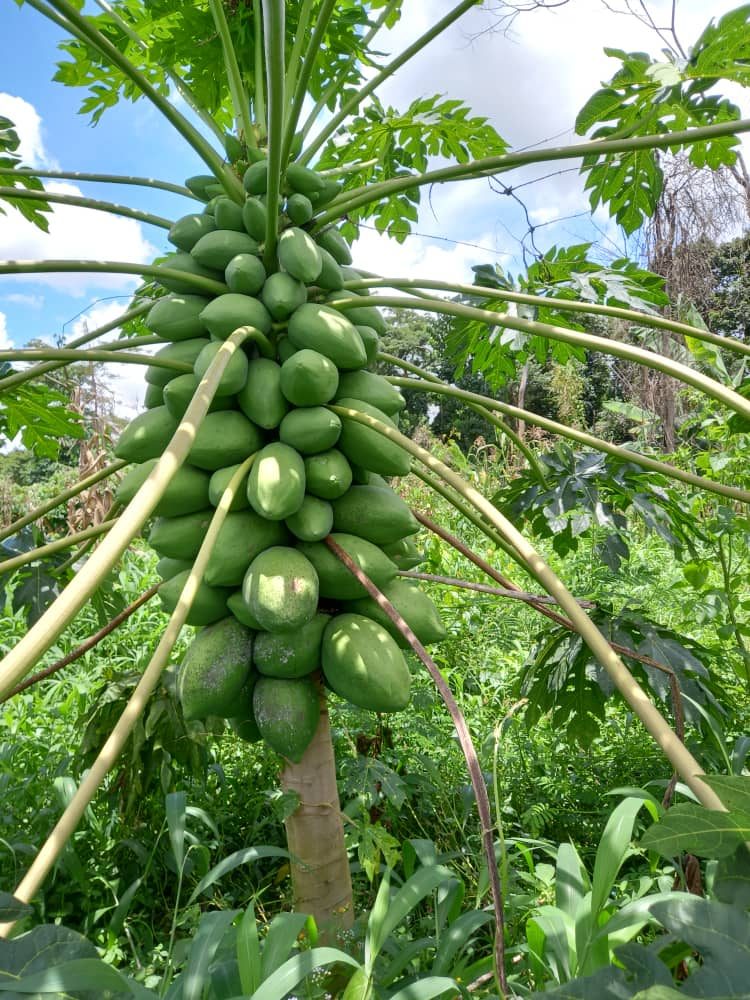Exploitation agricole